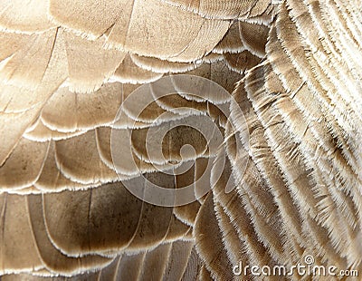 Goose plumage Stock Photo