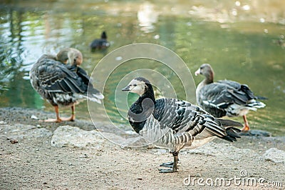 Goose on a poultry farm Stock Photo