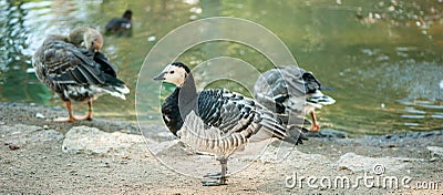 Goose on a poultry farm, Stock Photo