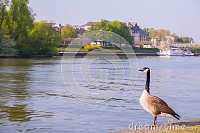 Goose on the river in the city Stock Photo
