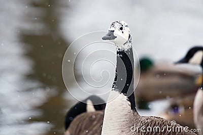 Goose in snow Stock Photo