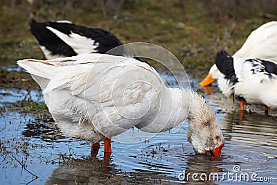 goose spring feeding lake. Stock Photo