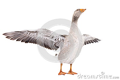 Goose stands with wings spread Stock Photo