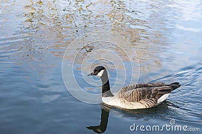 GOOSE SWIMMING ALONE ON COOL BLUE WATER Stock Photo