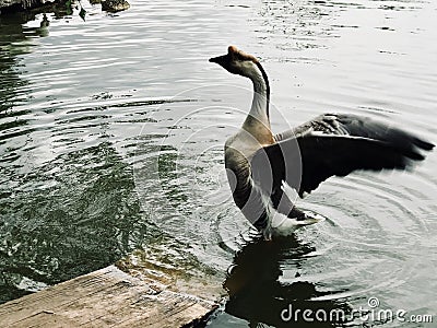 Goose takeoff in Pond Stock Photo