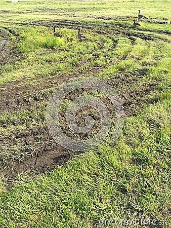 Goose tire tracks Stock Photo