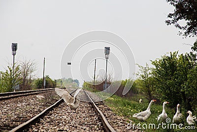 Goose on the train-rail track, Rusko Selo village Editorial Stock Photo