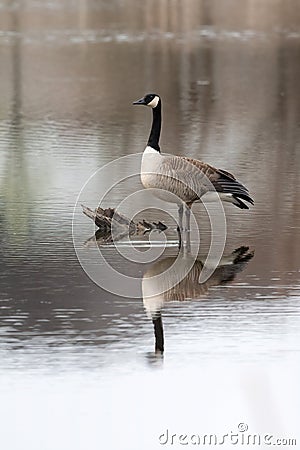 Goose wades in water on a calm water day Stock Photo