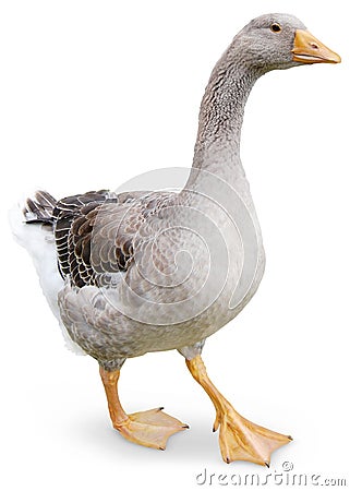 Goose walking Stock Photo