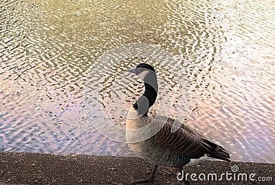 GOOSE WALKING BY THE RIVER Stock Photo