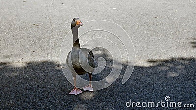 Goose walking to camera Stock Photo