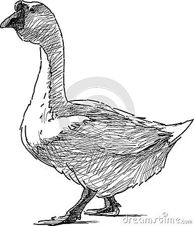 Goose walking Vector Illustration