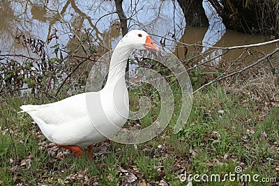 Goose walks along stream Stock Photo