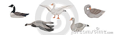 Goose White and Grey Domestic and Wild Birds Vector Set Vector Illustration