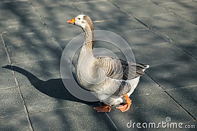 Goose Stock Photo