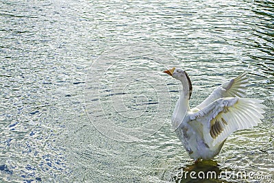 Goose Wings Flapping Stock Photo