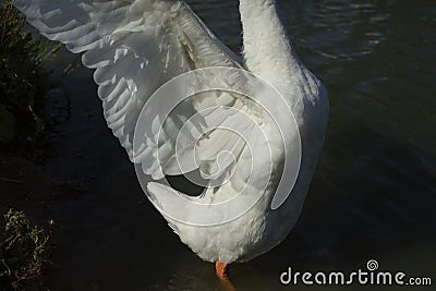 Goose wings. Goose in village on pond. White waterbird feathers Stock Photo