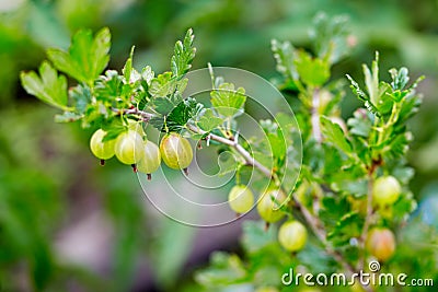 Gooseberies Stock Photo