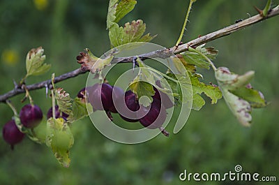 Gooseberries or agrus, Branch with berries purple Agrus,Group of sweet ripe berries gooseberries, agrus in the garden Stock Photo