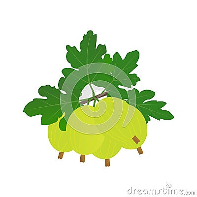 A branch of ripe gooseberries. Vector Illustration