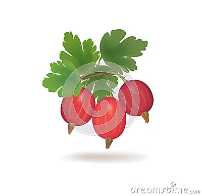 Gooseberries with leaves isolated on white. Berry icon. Stock Photo