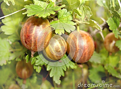 Gooseberry Stock Photo