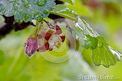 Gooseberry Blossom Under Waterdrop Leaf 01 Stock Photo