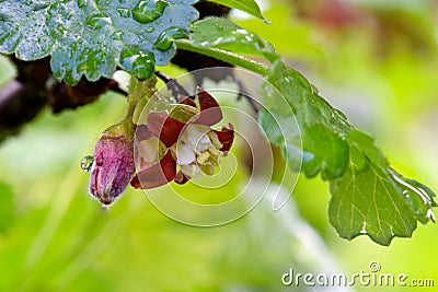 Maroon Gooseberry Currant Blossom 01 Stock Photo