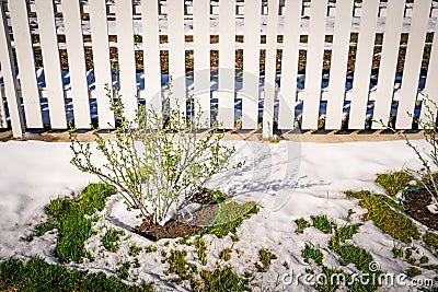 Gooseberry bush in spring in sunny weather with melting snow. Light spring snow on green grass. Nature wakes up after winter Stock Photo