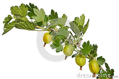 Gooseberry Stock Photo