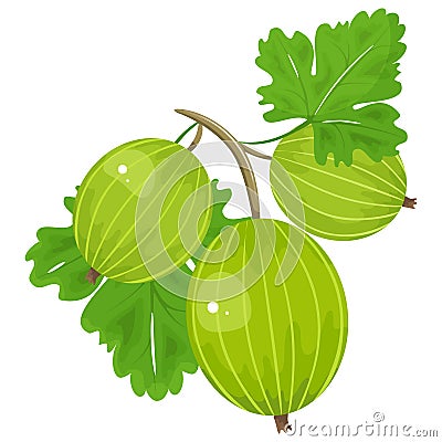 Gooseberry fruit. Isolated bunch of gooseberries on stem with leaves. Botanical product emblem for juice Stock Photo