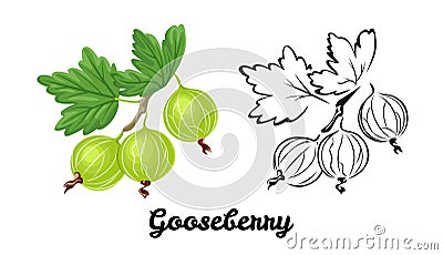 Gooseberry icon set. Color illustration of green ripe berry and black and white contour image. Vector Illustration