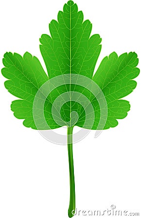 Gooseberry Leaf Vector Illustration