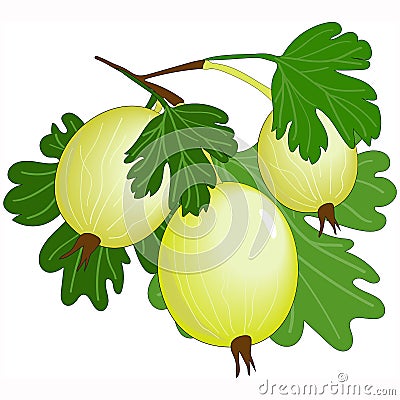 Gooseberry with leafs on white Stock Photo