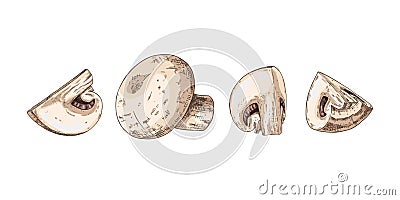 Hand drawn colorful whole and cut champignons. Isolated sketch on white background. Vector Illustration