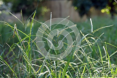 Goosegrass, major weed in field crops. Stock Photo