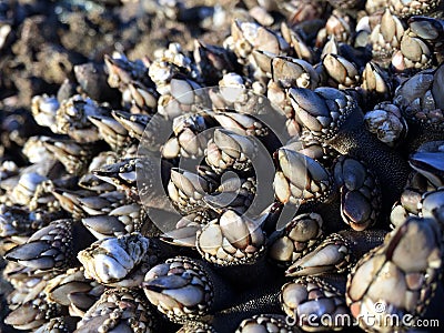 Gooseneck Barnacles in Sunshine Stock Photo