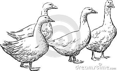 Gooses Vector Illustration