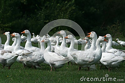 Gooses Stock Photo