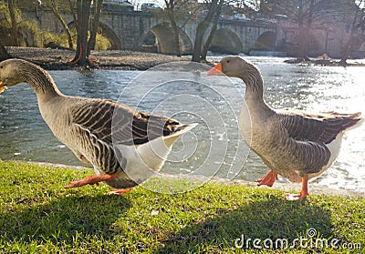 Gooses along the river Stock Photo