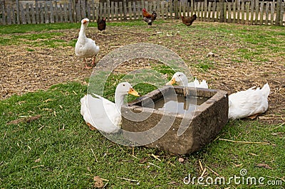 Gooses drinking water Stock Photo