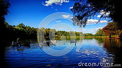 Gooses in the lake Stock Photo