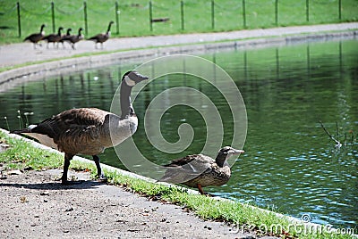 Gooses at the National Mall in Washington D.C. Stock Photo