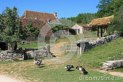 Gooses are standing in front of the entrance of a farm in France Stock Photo