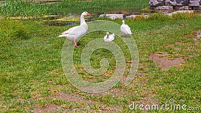 Gooses standing on green grass farm bird lawn Stock Photo