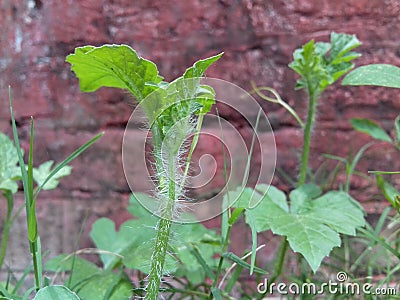 Goosh-Bump of a Tiny Plant Stock Photo