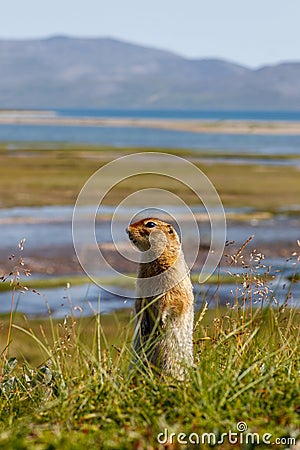 Gopher enjoying a beautiful day on the shore of Gilmimyl Bay, Beringia National Park, Chukotka, Far East of Russia. Stock Photo