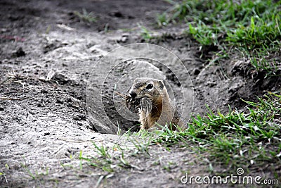 Gopher in the field, a bobak, ground squirrel, holds grass Stock Photo