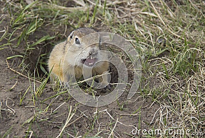 Hungry gophers are attacking and are aggressive Stock Photo