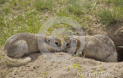 Two gophers eat food near the burrow Stock Photo